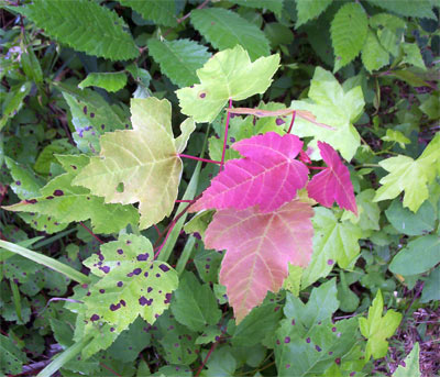 Leaves turning purple