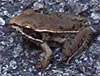 Wood Frog, Georgia