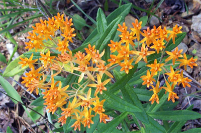 Orange flowers.