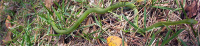 Rough Green Snake, Opheodrys aestivus