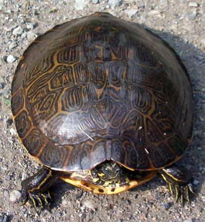 Turtle