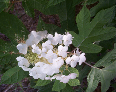 White flowers