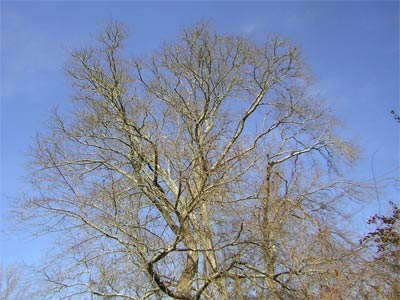 Leafless tree against blue sky.