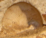 Fossil Clam Shell Imprint in Limestone Cavern Wall