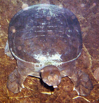 This Florida Soft Shelled Snapping Turtle was very friendly and spent much time sniffing my finger and playing with me.