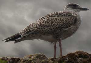 Gull at Beaumaris Castle, Wales, UK