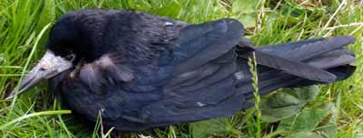 A raven on the side of the road between Amlwch and the copper mines, Wales, UK