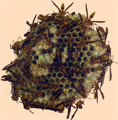 Wasp's nest on July 28