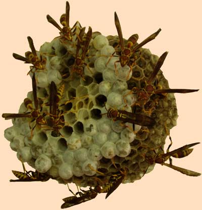 Wasp's nest on July 14