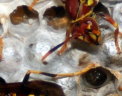 Wasp's nest on July 22, Close up of a few cells and their contents