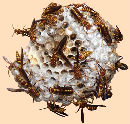 Wasp's nest on July 22