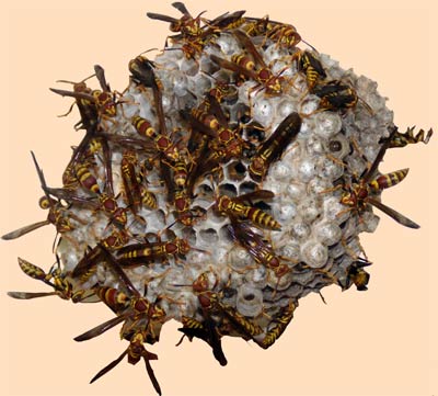 Wasp's nest on July 28