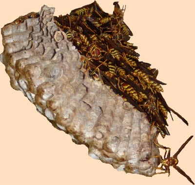 Wasp's nest on October 20th