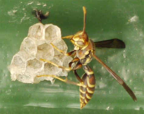 A different nest, with just the Queen, with the eggs for the sterile females, early in the season.