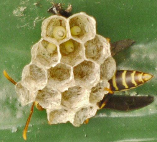 A week later the eggs have hatched and four Larvae for the nurses are growing.