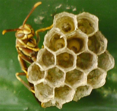 Eggs in all Cells, even incomplete cells. More Larvae Growing.