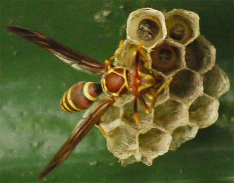 The 4 oldest Larvae have grown to fill their cells.