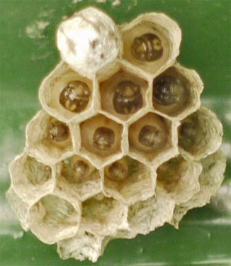 The Larva in the upper left cell has Pupated, and has covered herself, equivalent to a caterpillar making a coccoon.