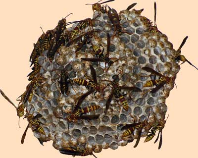 Wasp's nest on September 28