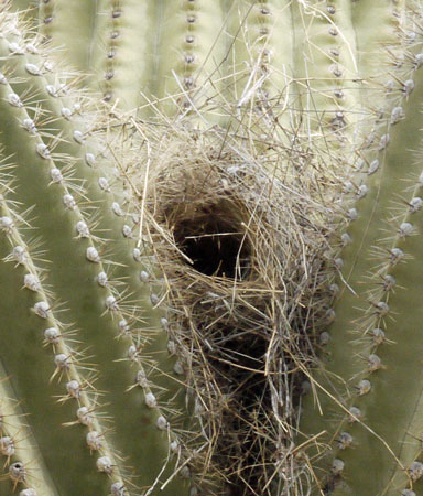 Cactus Wren Nest