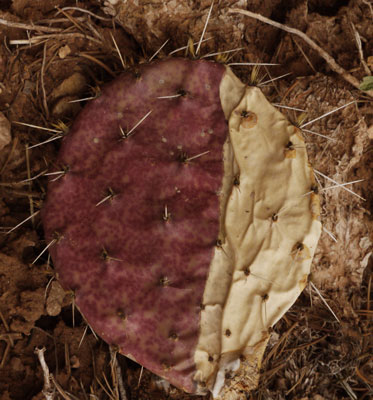 Beavertail Cactus Stem Drying
