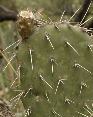 Beavertail Cactus Healthy Stem