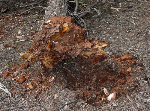 Blowdown - Rotted Roots