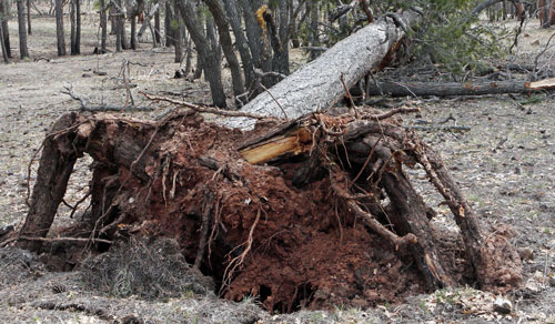 Blowdown - Healthy Tree