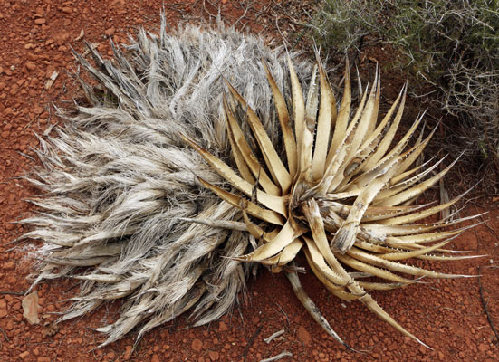 Century Plant - Dried and Fiberous