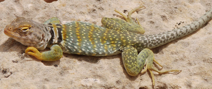 Male Collared Lizard in Mating Colors