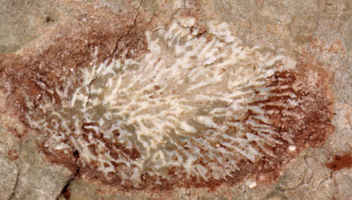 Fossil