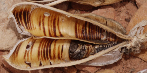 Yucca Seed Pod