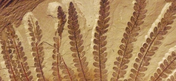 Fossilized Fern