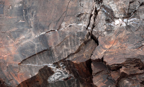 Cracks Formed After Tree Died Have White Crystals