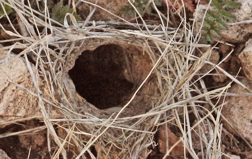 Wolf Spider Hole