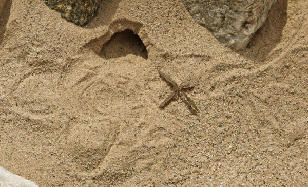 Insect Tunnel and Tracks in Sand