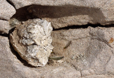 Fossil and Rock Cavity