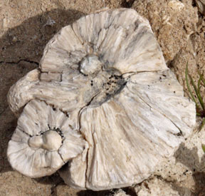 Fossil