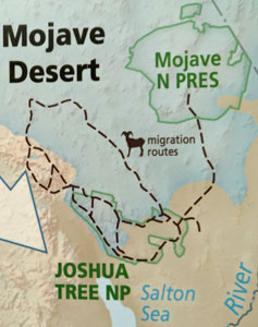 Bighorn Sheep Migration