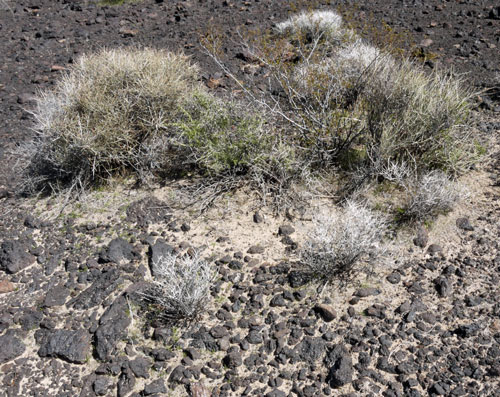 A Bush Island in Desert Pavement