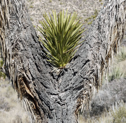 Joshua Tree Branching