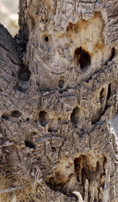 Joshua Tree Woodpecker Feeding Holes