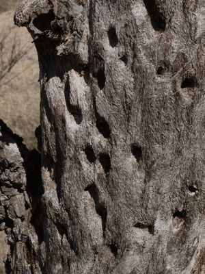 Joshua Tree Woodpecker Feeding Holes