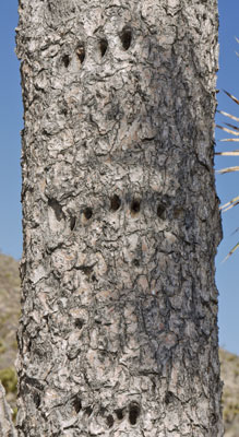 Joshua Tree Woodpecker Feeding Holes
