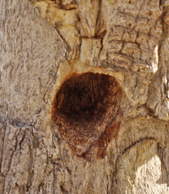 Joshua Tree Woodpecker Nest