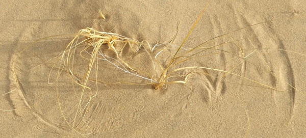 Wind and Grass Marks, Kelso Dunes