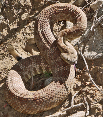 Rattlesnake