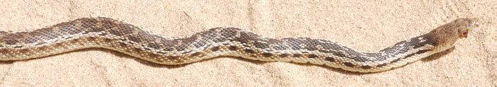 Gopher Snake