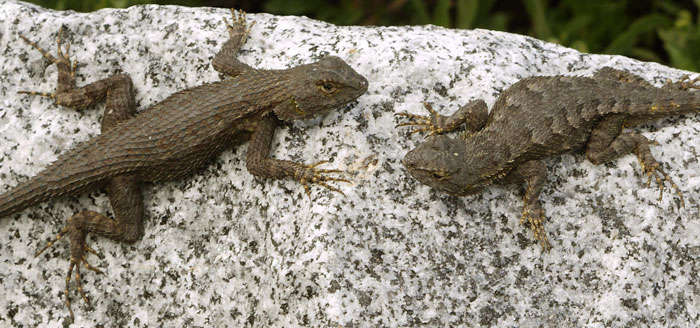 Lizards Mating