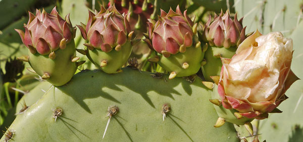 Prickly Pear Flowering